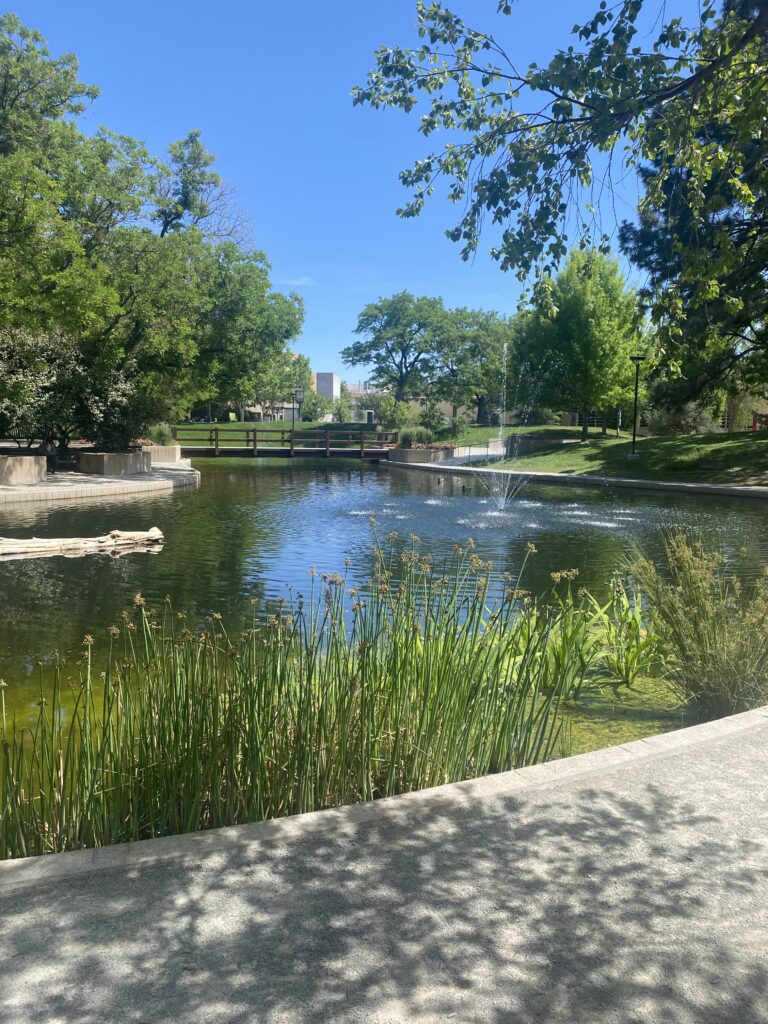Duckpond